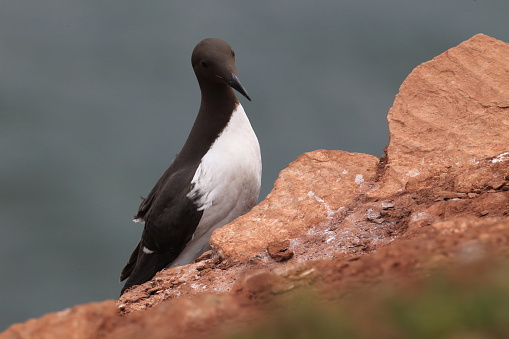 Common murre or common guillemot (Uria aalge) on the island of Heligoland, Germany