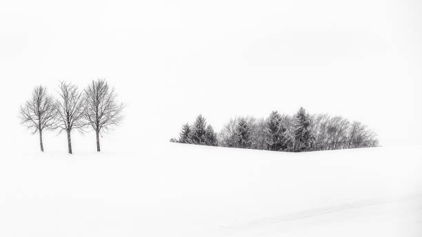 istock Winter landscape with trees in Bavaria, Germany 916610304