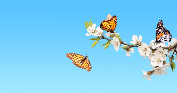Flowers of cherry and monarch butterflies (Danaus plexippus, Nymphalidae). On clear blue sky background. Mock up template. Copy space for text