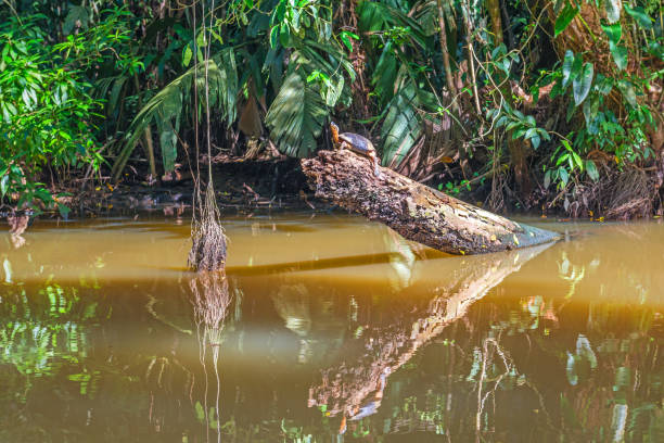 Black River Turtle in Costa Rica A black river title on a branch in a canal of Tortuguero National Park with tropical rainforest in the background, Costa Rica, Central America. tortuguero national park stock pictures, royalty-free photos & images