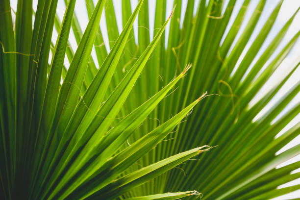 istock Green sheet of robust palm tree 916611764