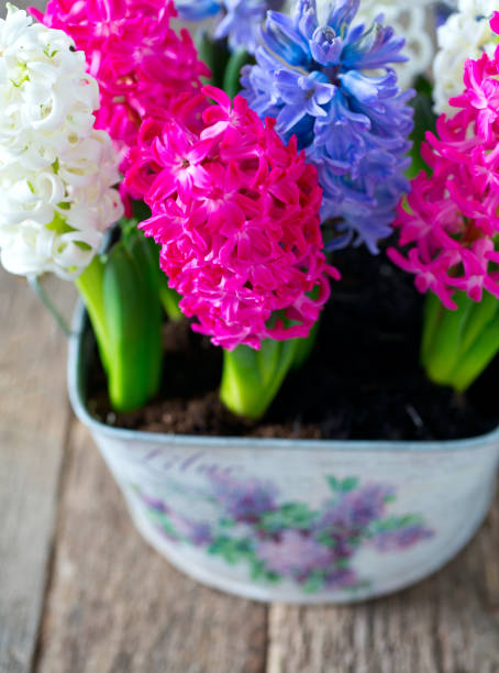 istock multicolored hyacinths on wooden surface 916611816