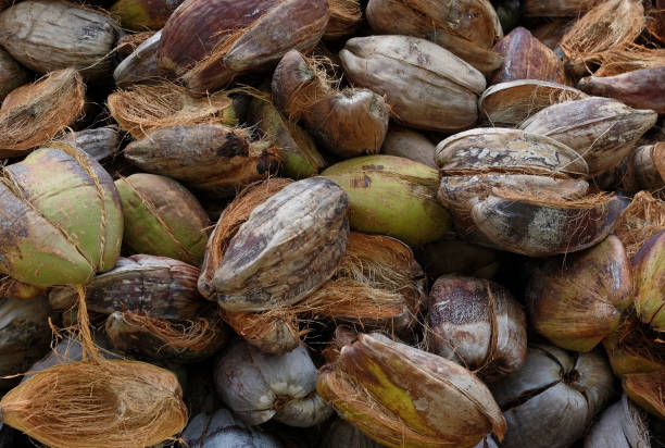 istock Outer fibrous husks of the coconut 916612128