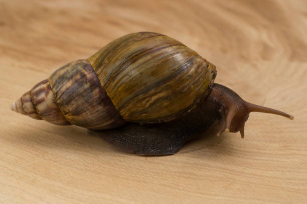 istock African snail Achatina at home 916613640