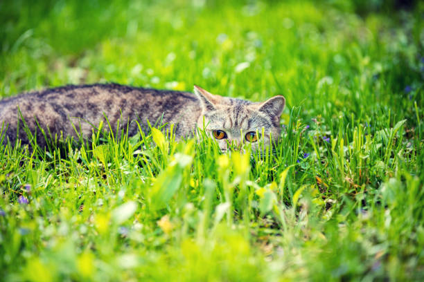 Lovely gray cat