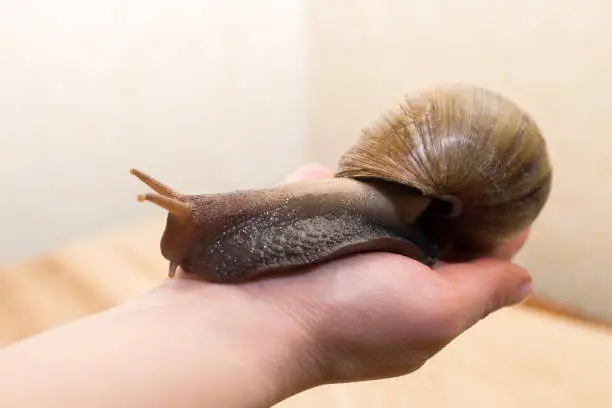 African Achatina snail in hand at home, close up