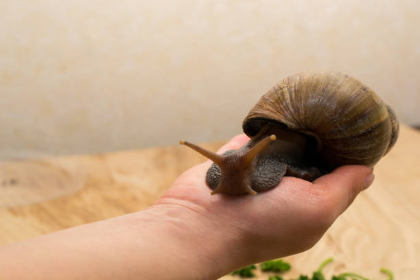 istock African Achatina snail in hand 916617282