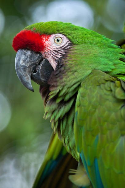 istock Green military macaw (Ara militaris) 916617944