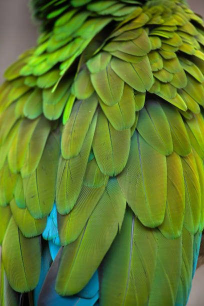 istock Green military macaw (Ara militaris) 916617994