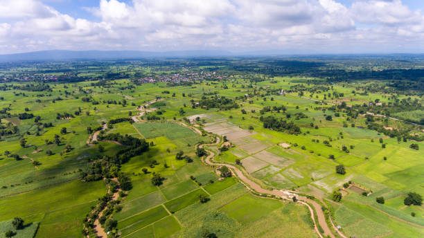 istock Aerial view of a rice fields in Thailand. 916621948