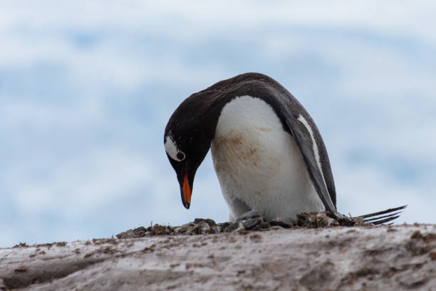 istock Gentoo penguin with chicks in nest 916622220