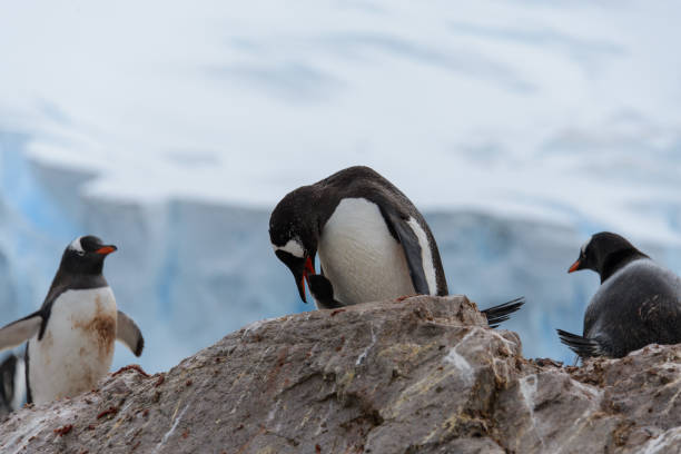 istock Gentoo penguin with chicks in nest 916624966