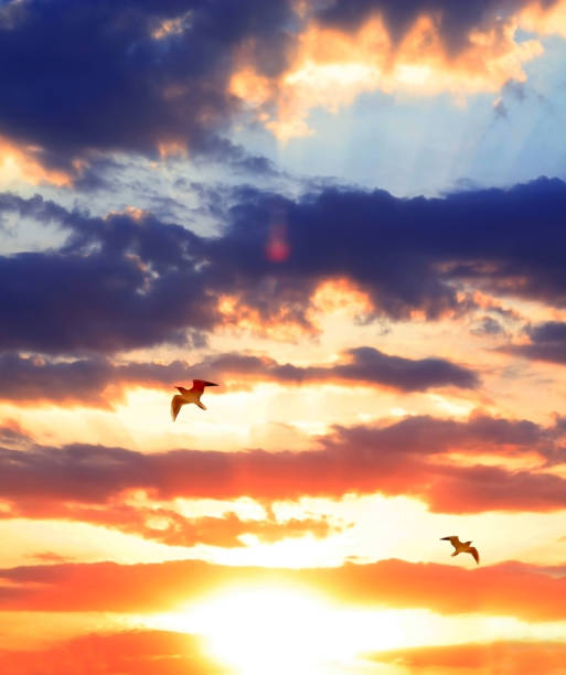 istock Sunset in the sky with clouds and birds fly. Dramatic landscape 916624998