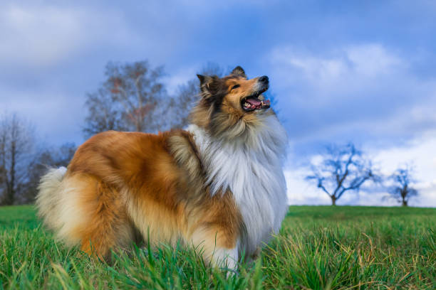 istock Beautiful rough collie waiting and standing at a meadow 916625362