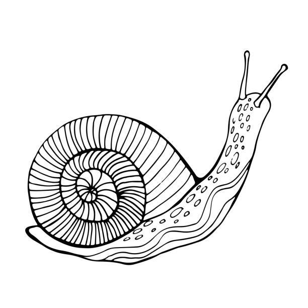 10,205 Snail Drawing Stock Photos, Pictures & Royalty-Free Images - iStock