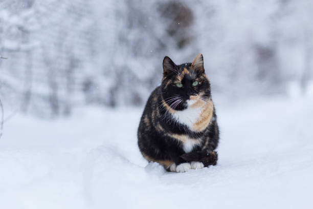 cat is sitting on the snow