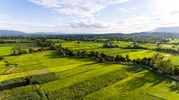 istock Aerial view of a rice fields in Thailand. 916632792
