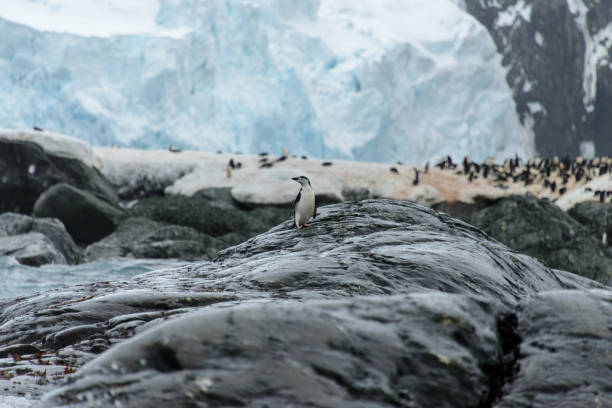 istock Chinstrap penguin's colony on show 916636050