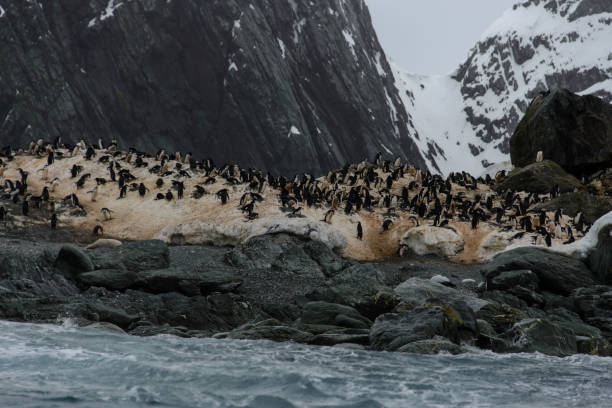 istock Chinstrap penguin's colony on show 916636092