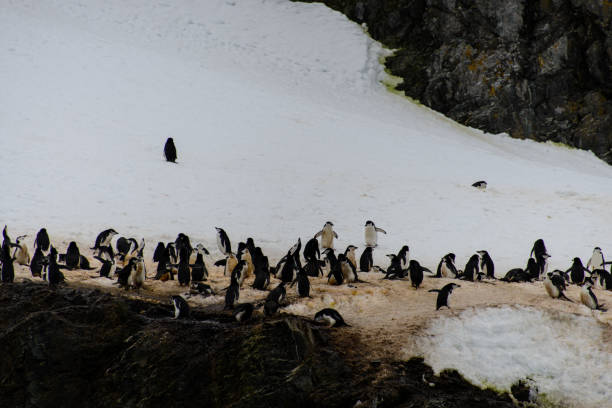 istock Chinstrap penguin's colony on show 916636696