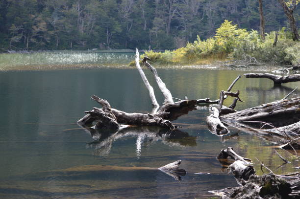 istock Huerquehue National Park 916639608