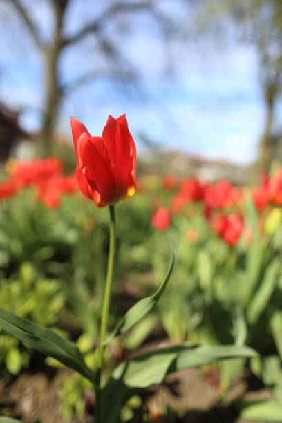 istock Red tulips in the garden 916639754