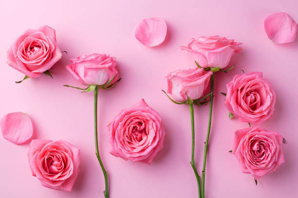 istock Rose flowers on pink background. Top view. 916642452