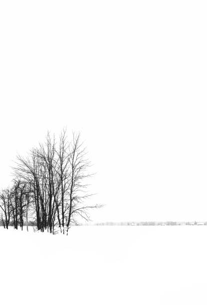 istock Winter landscape in black and white 916642620