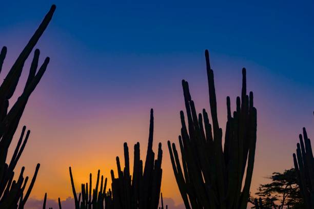 istock Caribbean island of Aruba 916642978