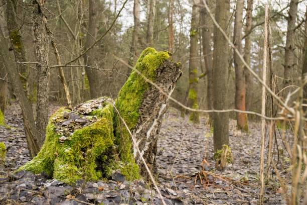 istock Moss in the woods and mountains during winter. 916643452