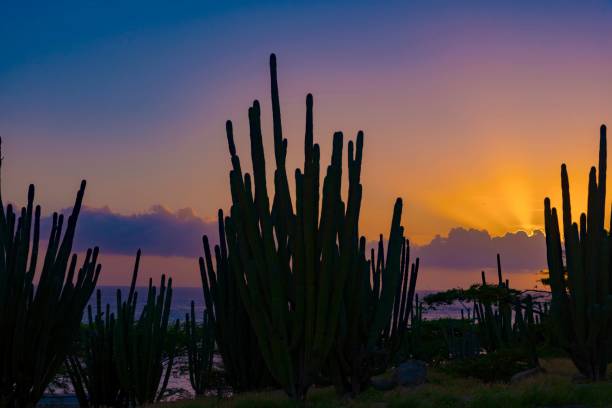 istock Caribbean island of Aruba 916643538