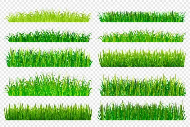 Vector illustration of Spring green grass borders isolated on transparent background. Vector illustration