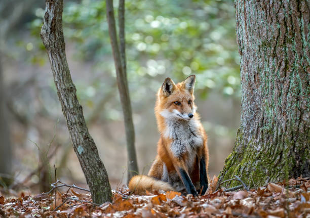 wilde rotfuchs spähen, um einen baum in einem wald - rotfuchs stock-fotos und bilder