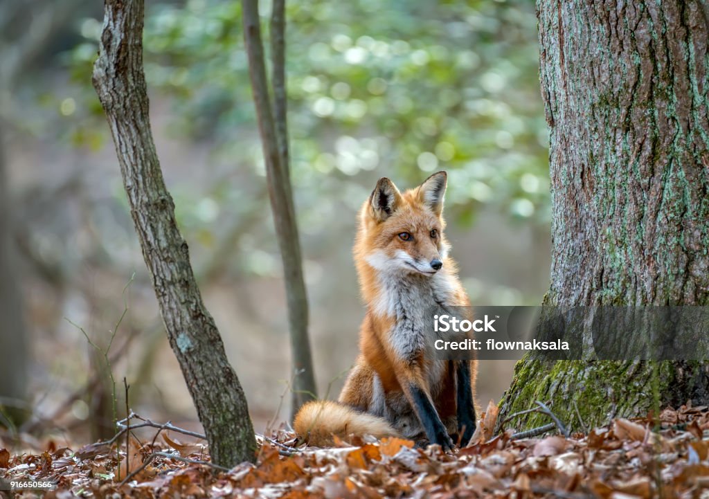 Volpe rossa selvatica che sbircia intorno a un albero in una foresta - Foto stock royalty-free di Volpe