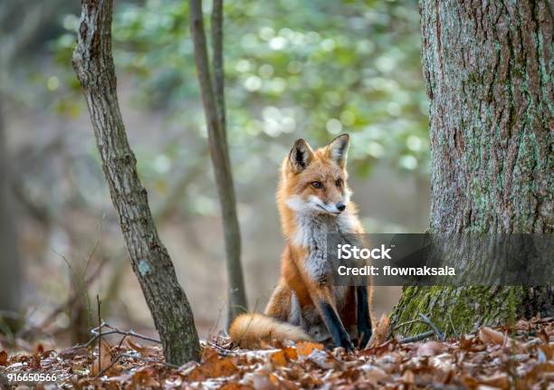 Volpe Rossa Selvatica Che Sbircia Intorno A Un Albero In Una Foresta - Fotografie stock e altre immagini di Volpe