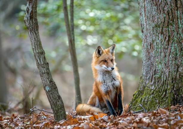 Wild Red Fox peeking around a tree in a forest Wild Red Fox peeking around a tree in a Maryland forest during Autumn fox photos stock pictures, royalty-free photos & images
