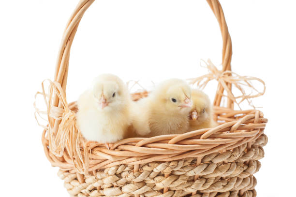 yellow, tiny fluffy chickens in the Easter basket on a white background