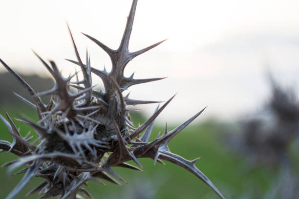 Dry prickly stem and inflorescence of thistle. Thistle, Onopordum acanthium.