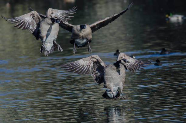 istock Canadian Geese Landing on the Still Pond Water 916661476
