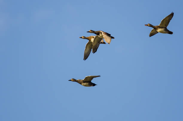 istock Four American Wigeons Flying in a Blue Sky 916661496