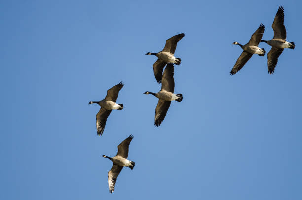 istock Flock of Canada Geese Flying in a Blue Sky 916661650