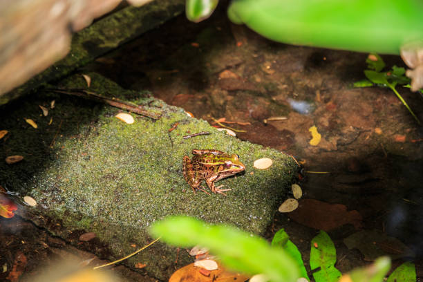 istock Frog sitting on a green stone in the lake 916665314