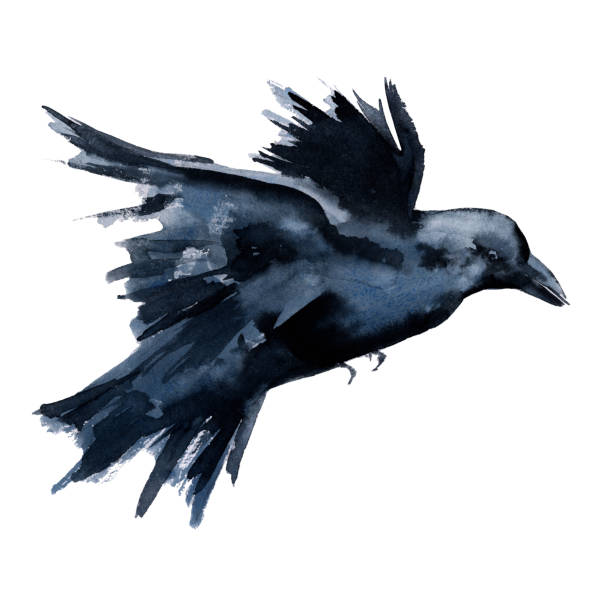 Black Raven. Isolated on white background. Black Raven. Isolated on white background. Watercolor illustration. raven bird stock illustrations