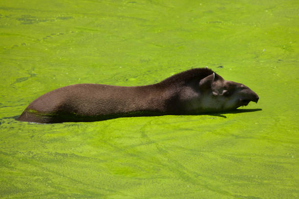 South American tapir (Tapirus terrestris) South American tapir (Tapirus terrestris), also known as the Brazilian tapir. tapirus terrestris stock pictures, royalty-free photos & images