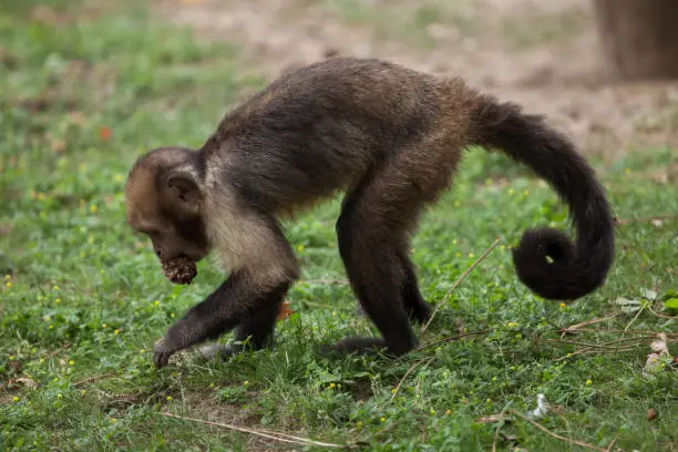 Golden-bellied capuchin (Sapajus xanthosternos), also known as the yellow-breasted capuchin.