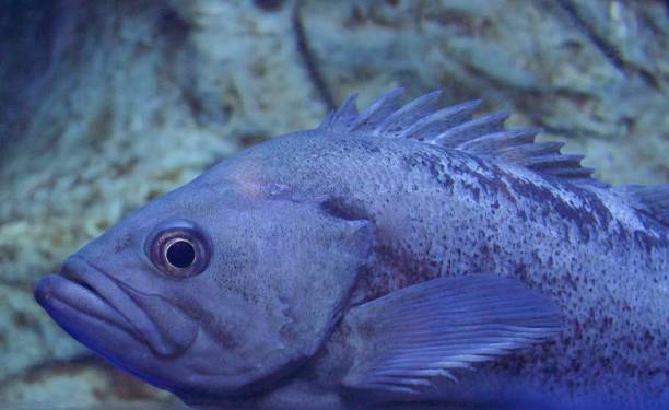 istock Big blue fish close up, Quebec Aquarium 916669888
