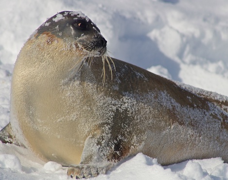 Harp seal (Pagophilus groenlandicus) playing in the snow, Quebec