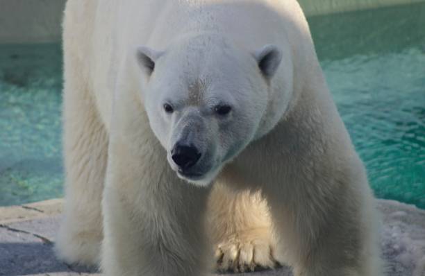 istock Adult male polar bear 916669970