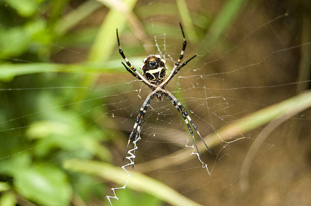 istock Garden Spider in Web.  Argiope Orb Weaver. 91667044