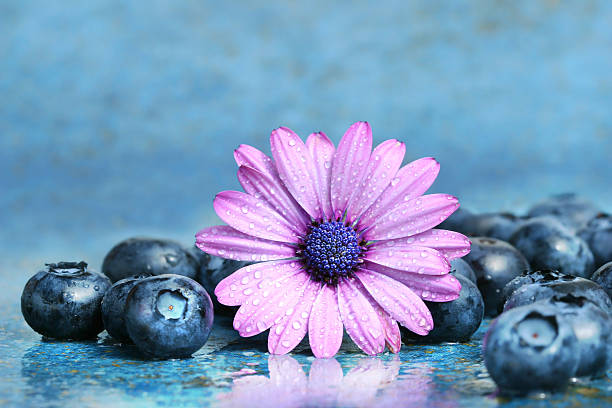 Pink daisy with blueberries stock photo